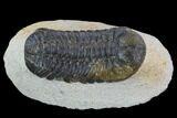 Bargain, Austerops Trilobite - Ofaten, Morocco #92185-1